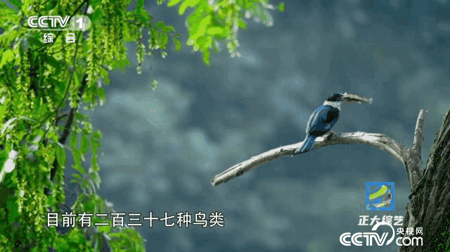 3d08f837907fb45488df387875381b44_2023090317381270641.gif 3d08f837907fb45488df387875381b44_2023090317381270641.gif